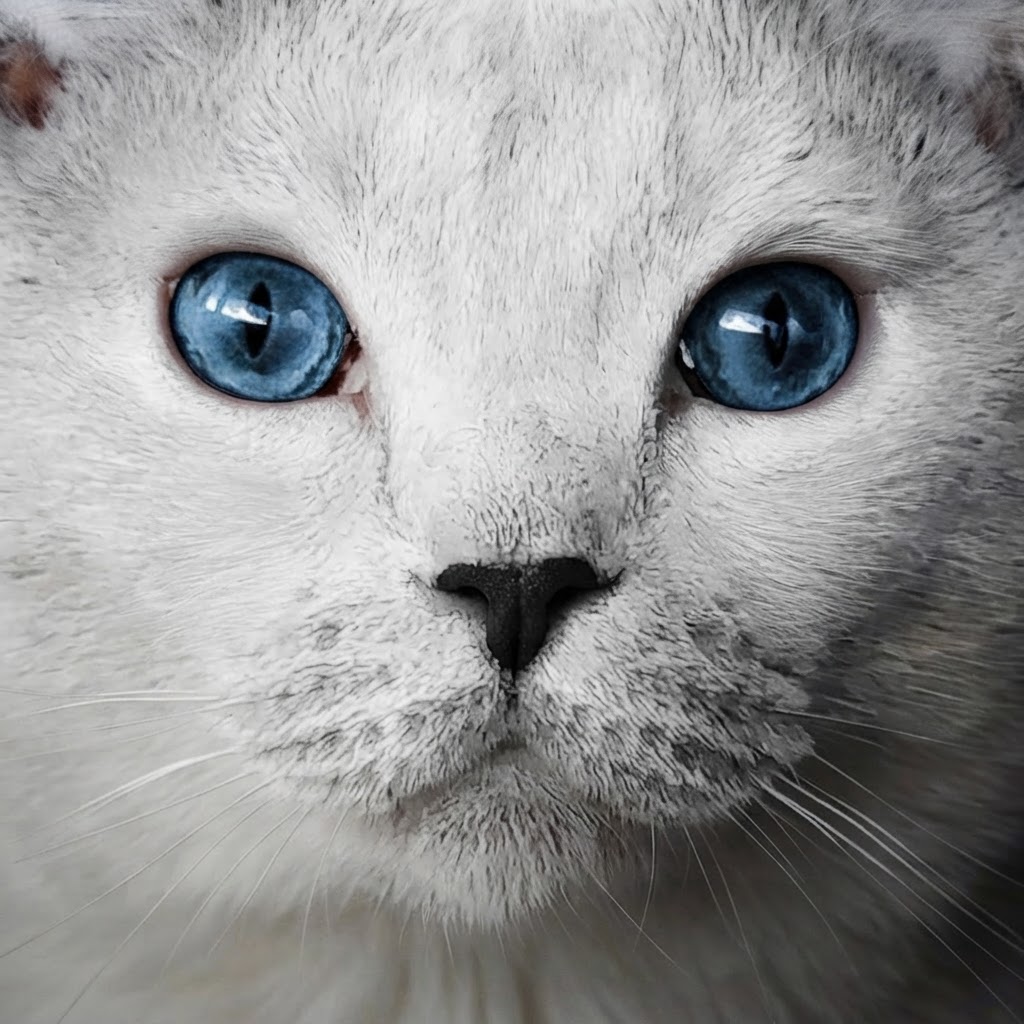 photo animalière